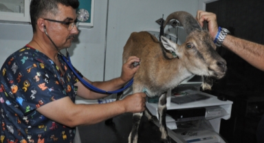 Yaralı dağ keçisi tedaviye alındı