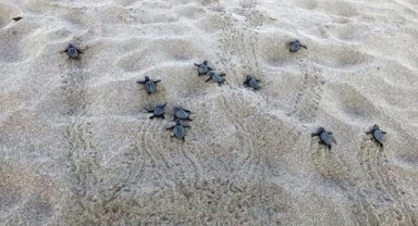 Yavru caretta carettalar denizle buluştu