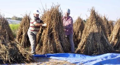 Altın Susam için doktora çalışması yapıldı