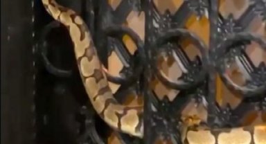 Antalya'da kapıya dolanan yılan korku dolu anlar yaşattı