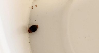 Avcı böcekler iş başında!