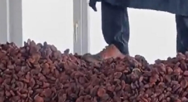 Ayakkabıyla kayısılara bastı