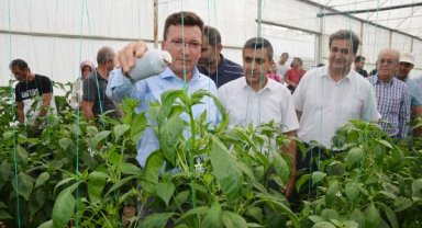 Biber serasına faydalı böcek salındı