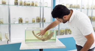 Bilim insanları leopar sazanını arıyor