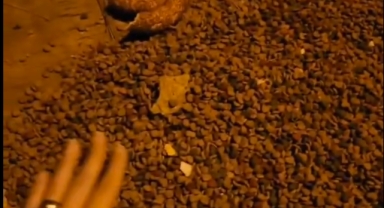 Böyle canilik görülmedi!