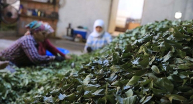 Çiftçilere gelir kapısı oldu