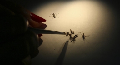 Dang humması nedeniyle ölenlerin sayısı 989'a yükseldi