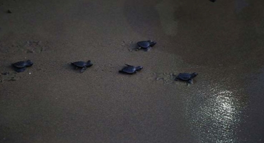 Deniz kaplumbağaları denizle kavuştu