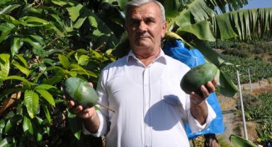 Diktiği 12 mango ağacından 200 bin lira kazandı