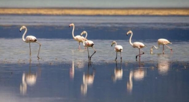 Eğirdir Gölü'nün yeni sakinleri flamingolar
