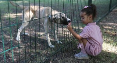 Eğitildikten sonra sahiplendiriliyorlar