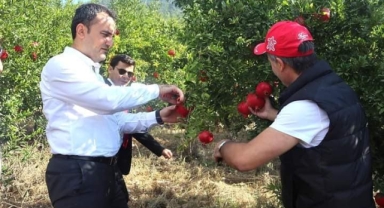 Finike'de nar hasadı başladı