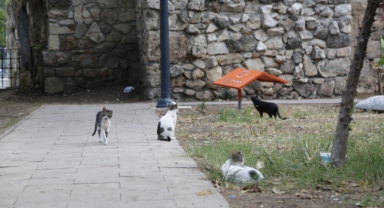 Kedi evleri tarih oldu!