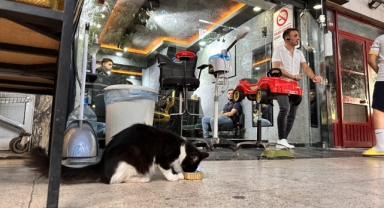 Kediye şiddet uygulayan çocuk gözaltına alındı