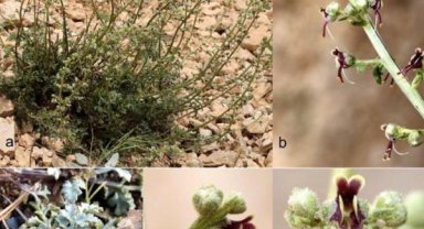 Keşfedilen bitki türüne, çevreci çiftin adı verildi 