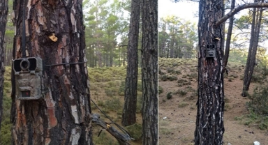 Kurtlar için fotokapanlı önlem