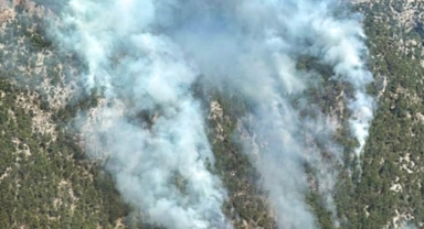 Muğla'da orman yangını çıktı