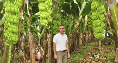 Muz üretiminde organik dönem başladı