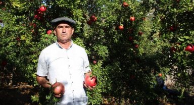 Nar üretimi azalıyor