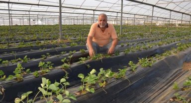 Serik'te çilek dikimi başlandı