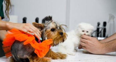 Kedi ve köpeklere sağlık sigortası