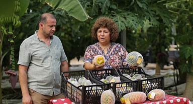 Şifa deposu,papaya