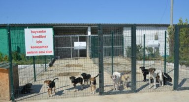 Sokak hayvanlarına özel merkez