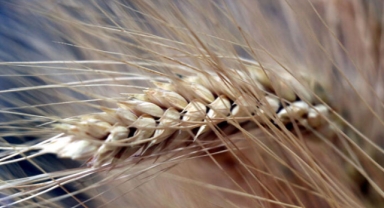 TÜİK: Tarımsal girdi fiyat endeksi ağustosta arttı