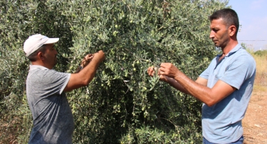 Yağlık zeytinde hasat başladı
