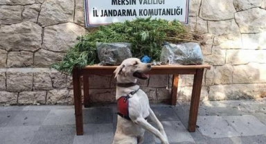 Zehir tacirlerine operasyon: 4 gözaltı