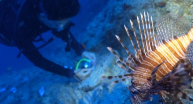 Aslan balıkları kazıyı seyrediyor