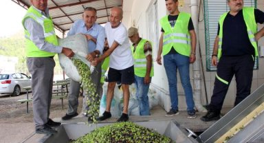 Zeytinde yüzde 70 rekolte kaybı 