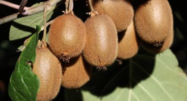 Akdeniz kivisi daha lezzetli