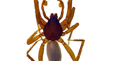 Antalya'da 8 yeni örümcek türü keşfedildi