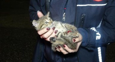 Araba tekerine sıkışan minik kedi kurtarıldı