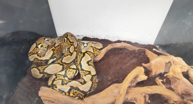 Bagajda piton bulundu