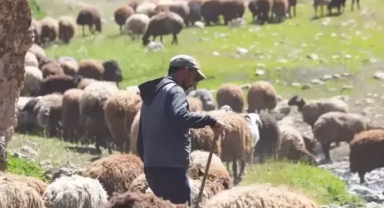 Bakanlıktan hayvancılıkla ilgili 3 yönetmelik değişikliği