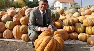 Bal kabağında hedef 3 bin ton rekolte