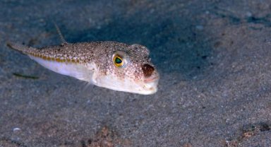 Balon balığının yeni rotası