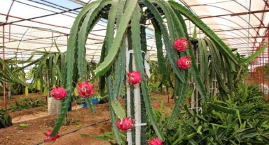 'Bize para değil; su lazım'