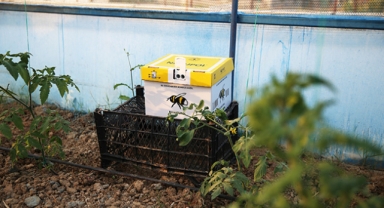 Bombus arılarıyla verim arttırma çalışması