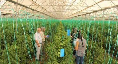 Büyükşehir’in ‘tuzak’ dağıtımı sürüyor