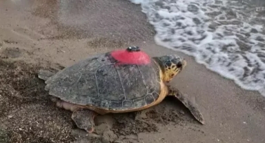 Caretta caretta 'Tuba'yı 9 milyon kişi izledi