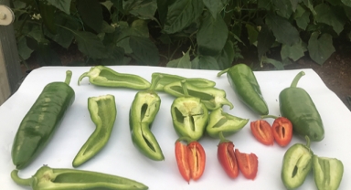 Çekirdeksiz biber üretildi