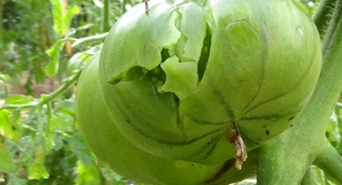 Dolu tarım ürünlerine zarar verdi