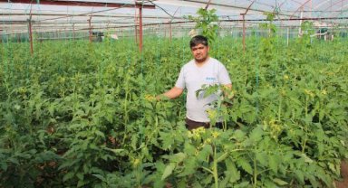 Domates serasına ilaçla zarar verildiği iddiası