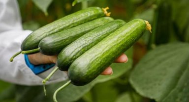 Hıyarda aranan aroma bulundu