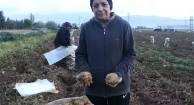 'İkinci ekim' patatesler yüzü güldürdü
