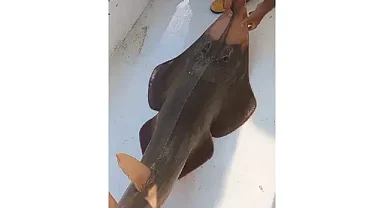 Ağda ‘İnsan yüzlü balık’