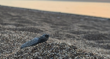 İztuzu sahilinde 35 bine yakın caretta caretta mavi sularla buluştu